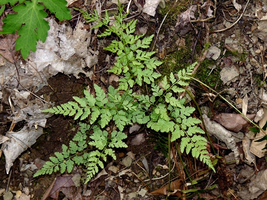 {Cystopteris protrusa}